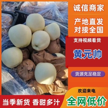 绥中早期黄元帅苹果大量出售，大个干净白，需要联系我