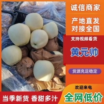 精品黄元帅苹果继续装货中，产地一首货源，需要联系我