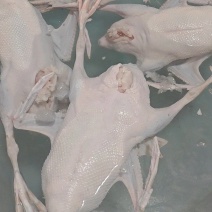 正宗黑棕鹅，现杀现卖，新鲜到家