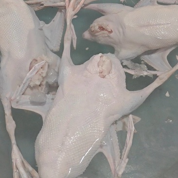 正宗黑棕鹅，现杀现卖，新鲜到家
