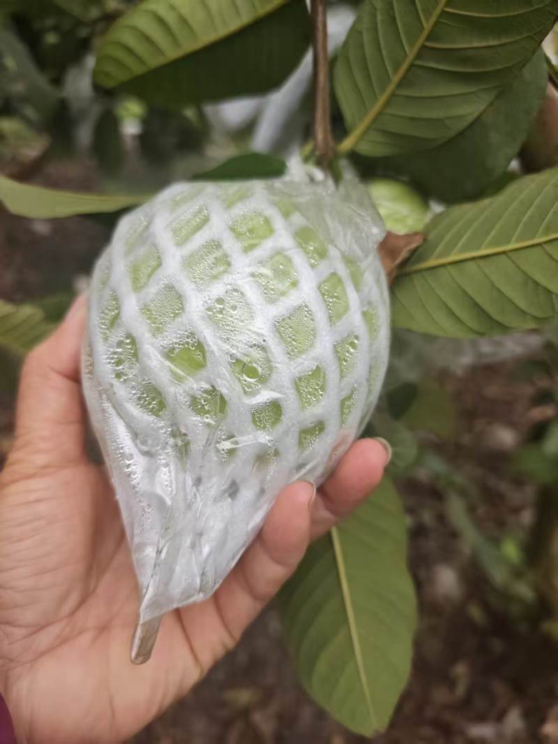 广西玉林北流白心珍珠番石榴软糯香甜可口一级货