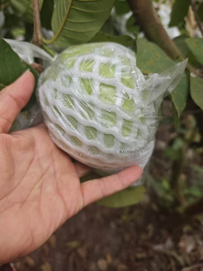 广西玉林北流白心珍珠番石榴软糯香甜可口一级货