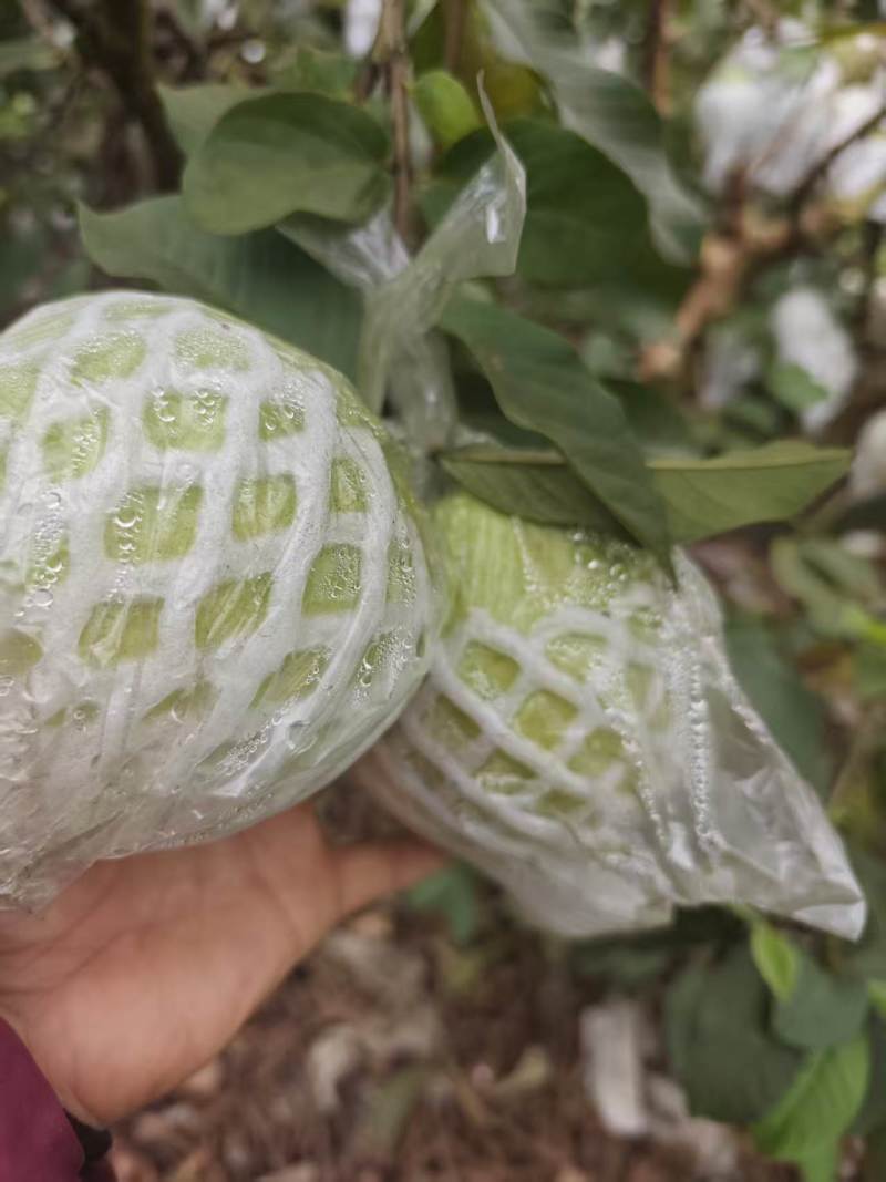 广西玉林北流白心珍珠番石榴软糯香甜可口一级货