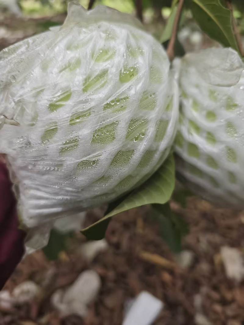 广西玉林北流白心珍珠番石榴软糯香甜可口一级货