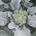 产地西蓝苔，农家肥，不用化肥农药，无残留，口感**。