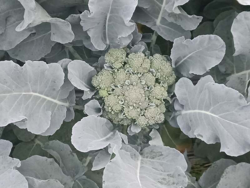 产地西蓝苔，农家肥，不用化肥农药，无残留，口感**。