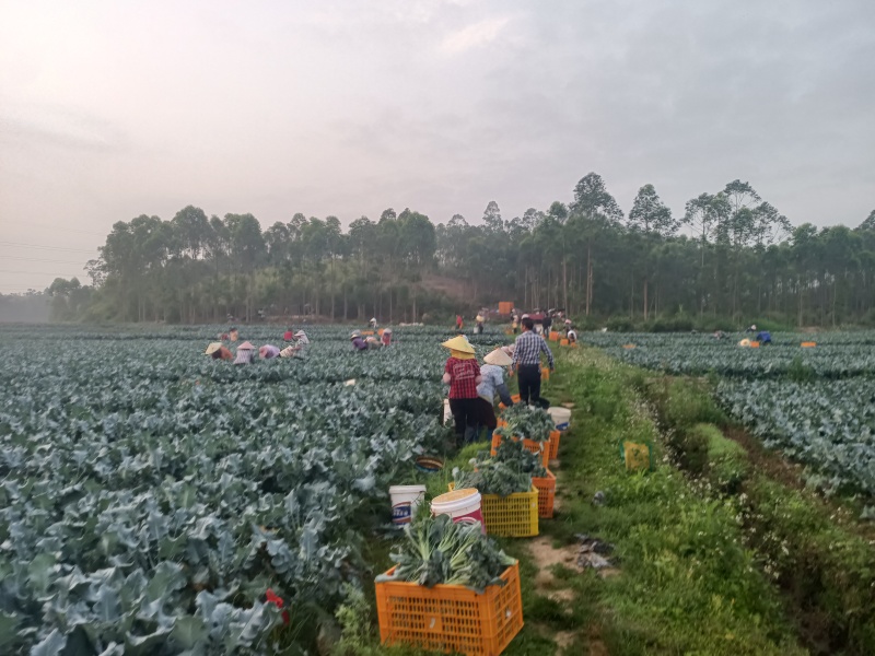 产地西蓝苔，农家肥，不用化肥农药，无残留，口感**。