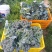 产地西蓝苔，农家肥，不用化肥农药，无残留，口感**。