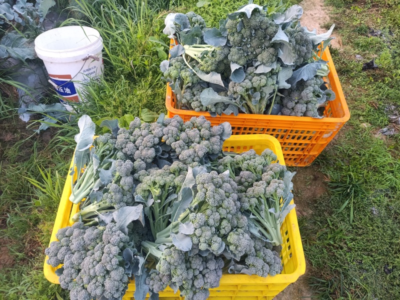 产地西蓝苔，农家肥，不用化肥农药，无残留，口感**。