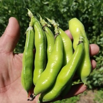 青蚕豆