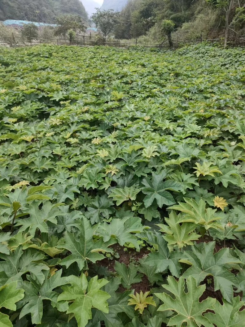 通草子子