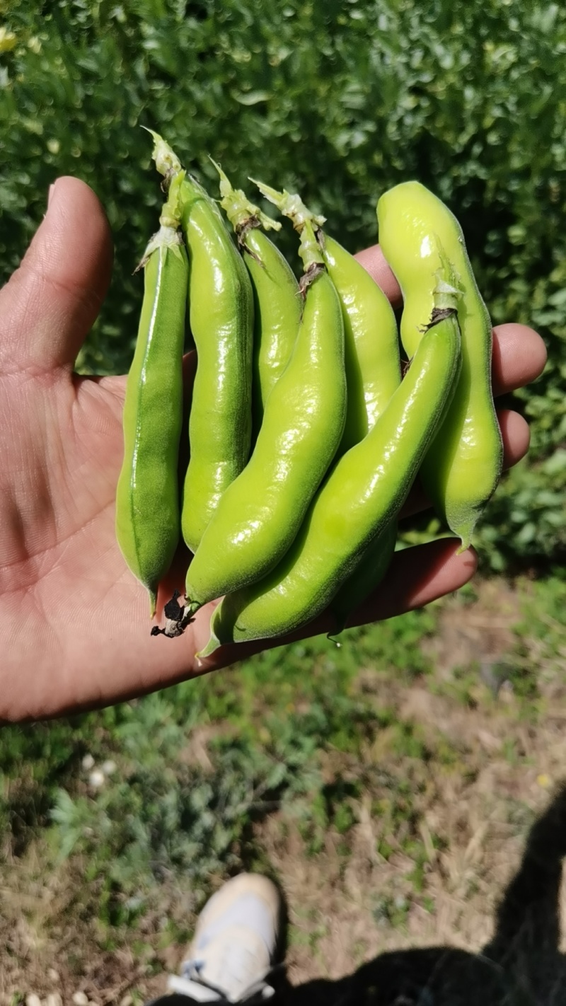 青蚕豆