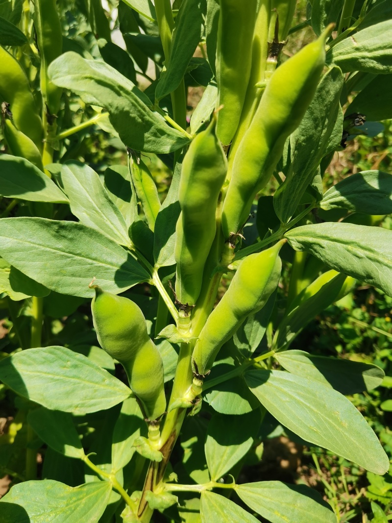 青蚕豆
