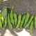 青蚕豆