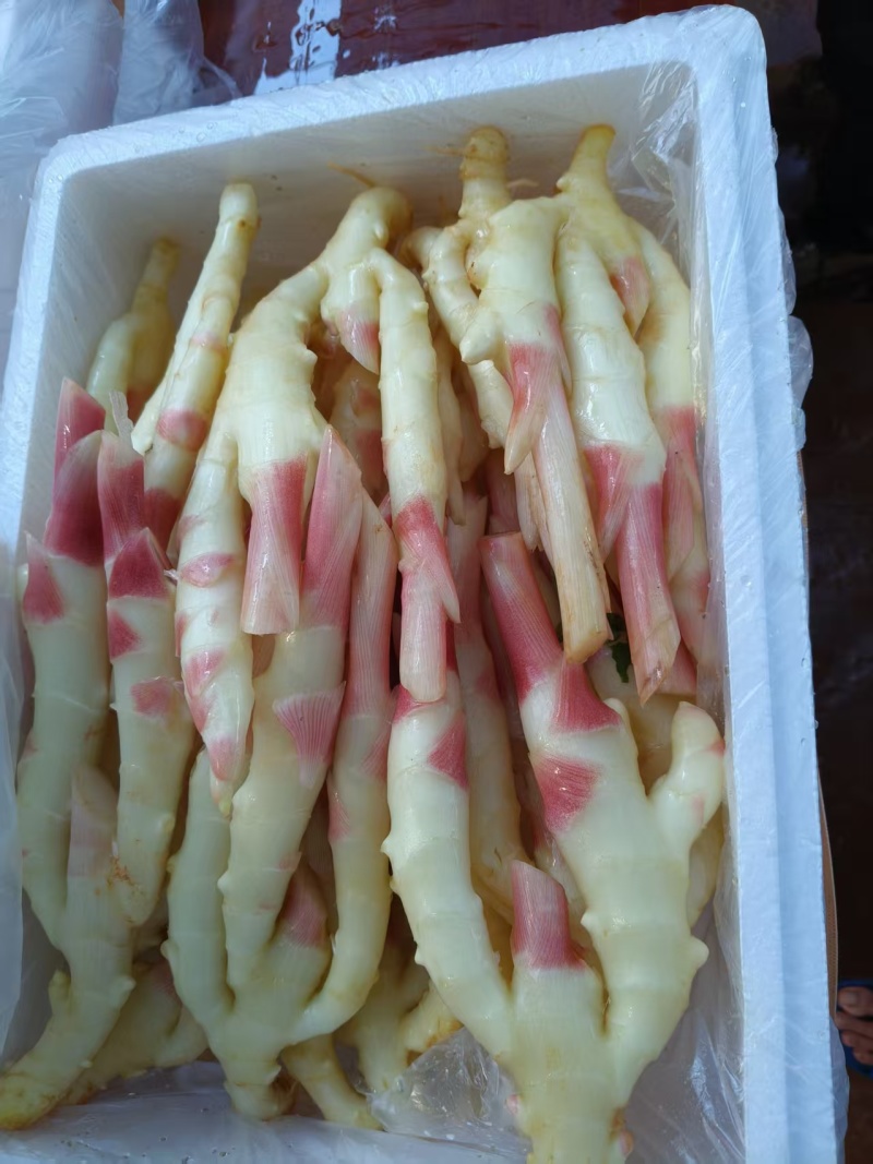 广东子姜一级货