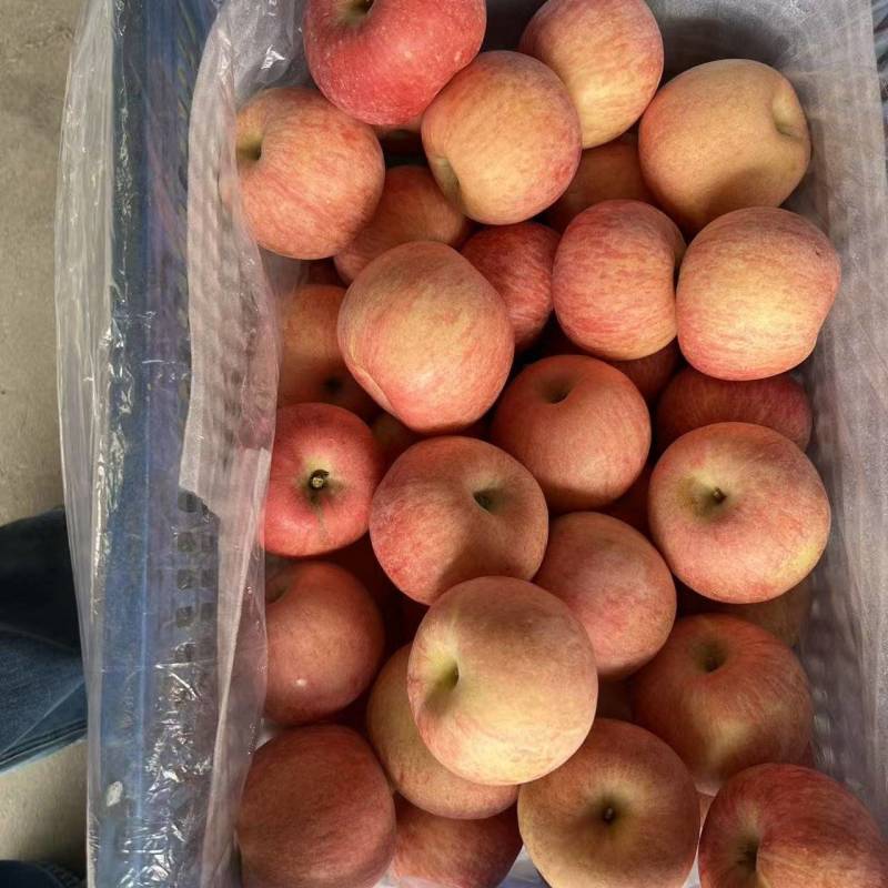 红富士苹果产地批发