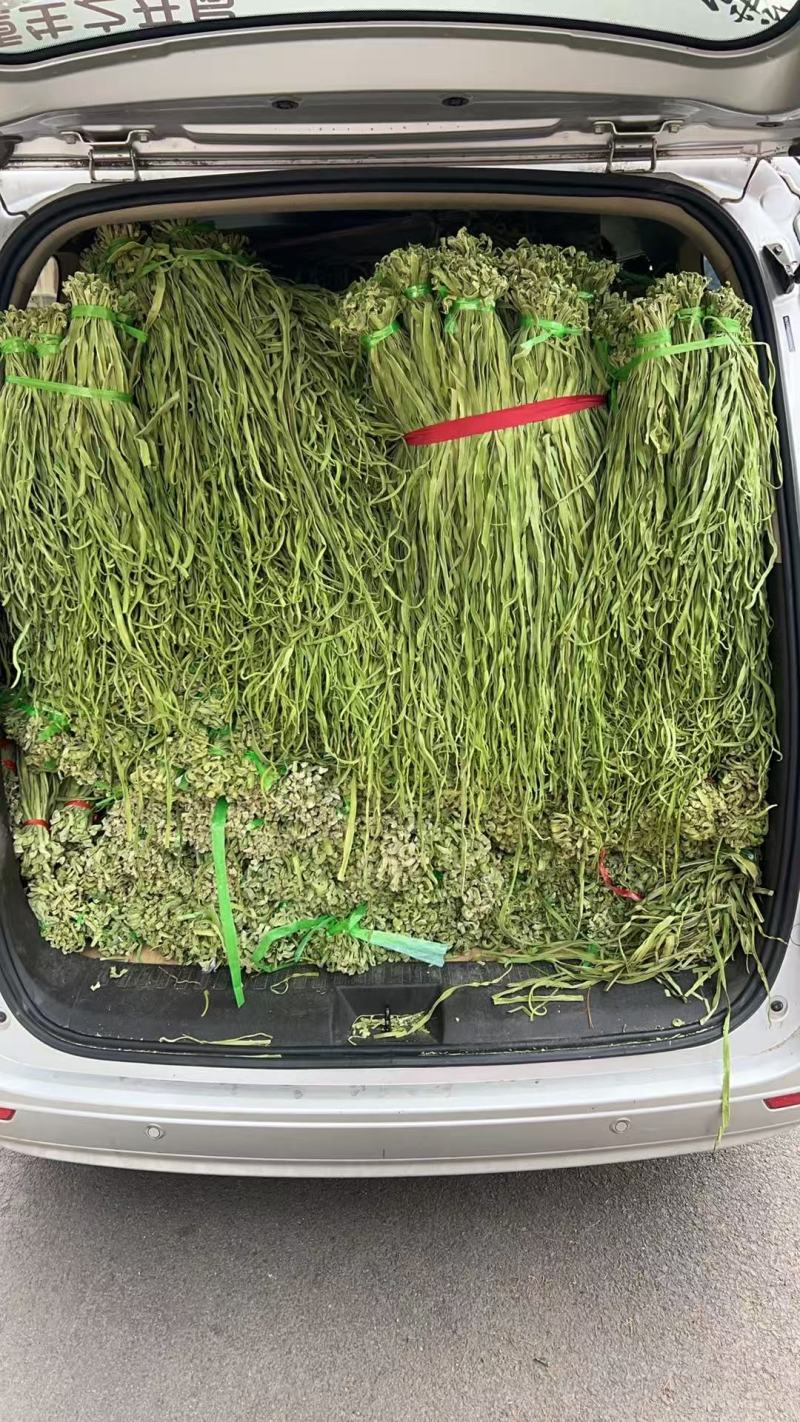 贡菜干批发