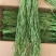 贡菜干批发