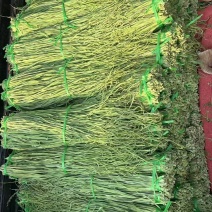 贡菜干批发