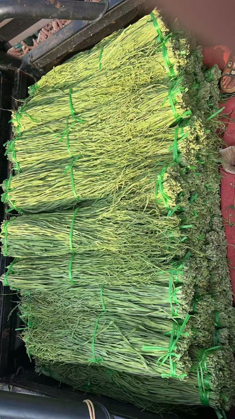 贡菜干批发