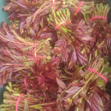 重庆市合川区香椿种植户