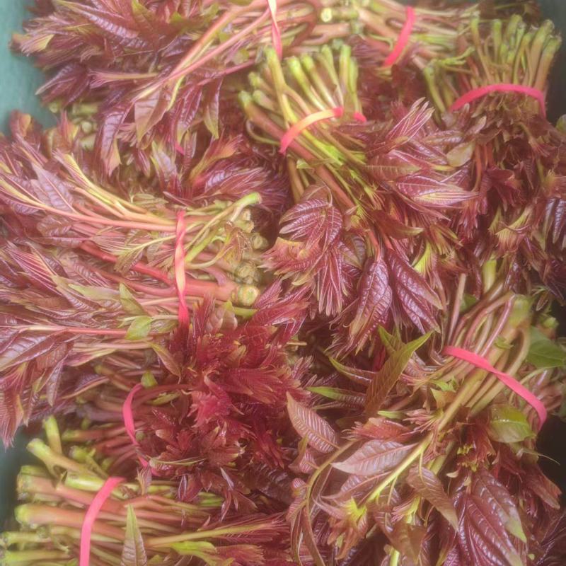 重庆市合川区香椿种植户