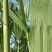 芦苇叶