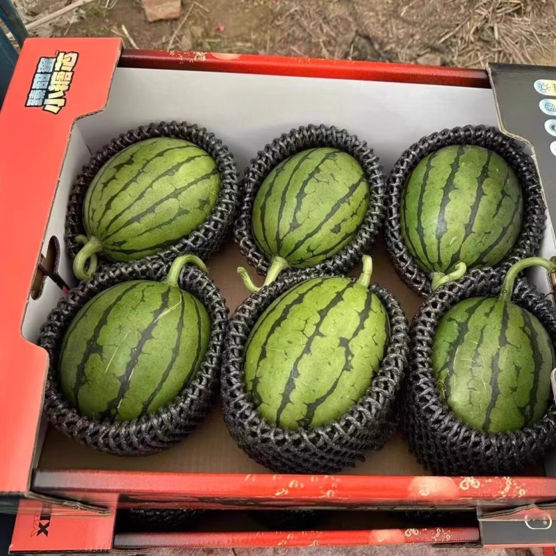 【热卖】早春红玉安徽西瓜砀山西瓜保质保量对接全国
