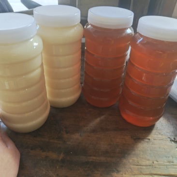 成熟精品中蜂蜂蜜油菜花蜜杂花蜜