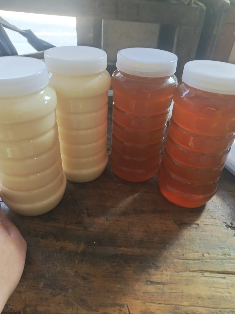成熟精品中蜂蜂蜜油菜花蜜杂花蜜