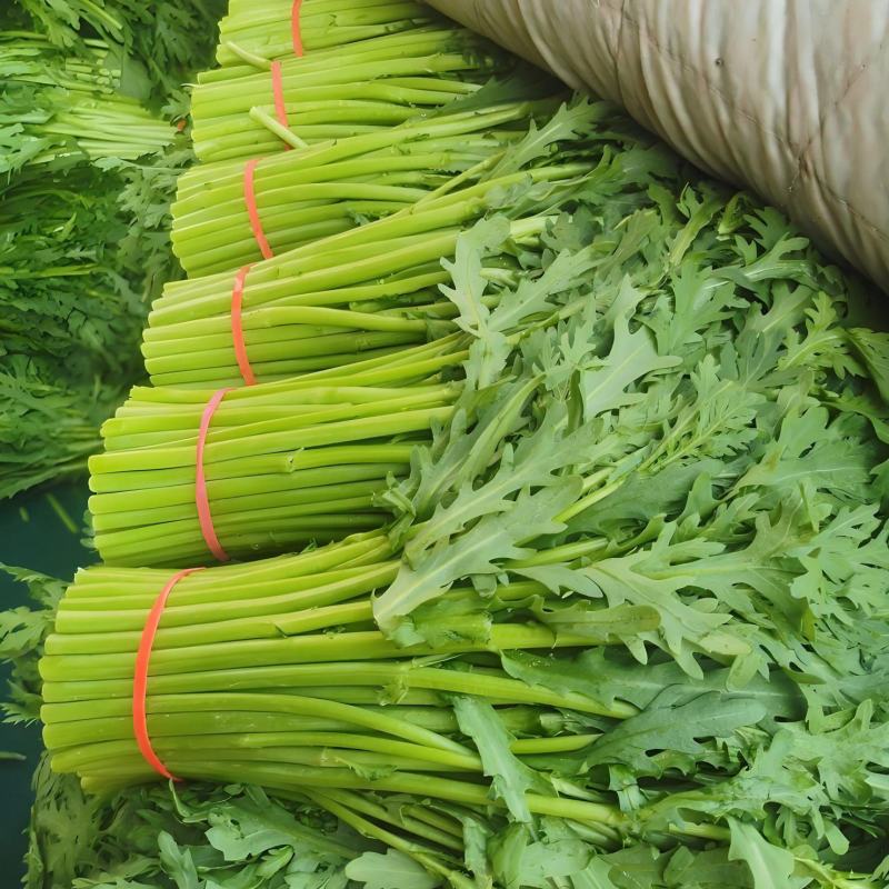 拖车头脆香浓茼蒿种子亩产量高四季种植生长快速光杆茼蒿翠