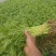 拖车头脆香浓茼蒿种子亩产量高四季种植生长快速光杆茼蒿翠