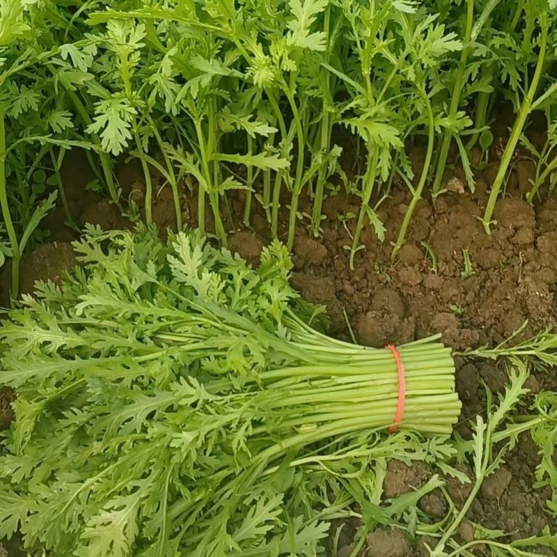 拖车头脆香浓茼蒿种子亩产量高四季种植生长快速光杆茼蒿翠