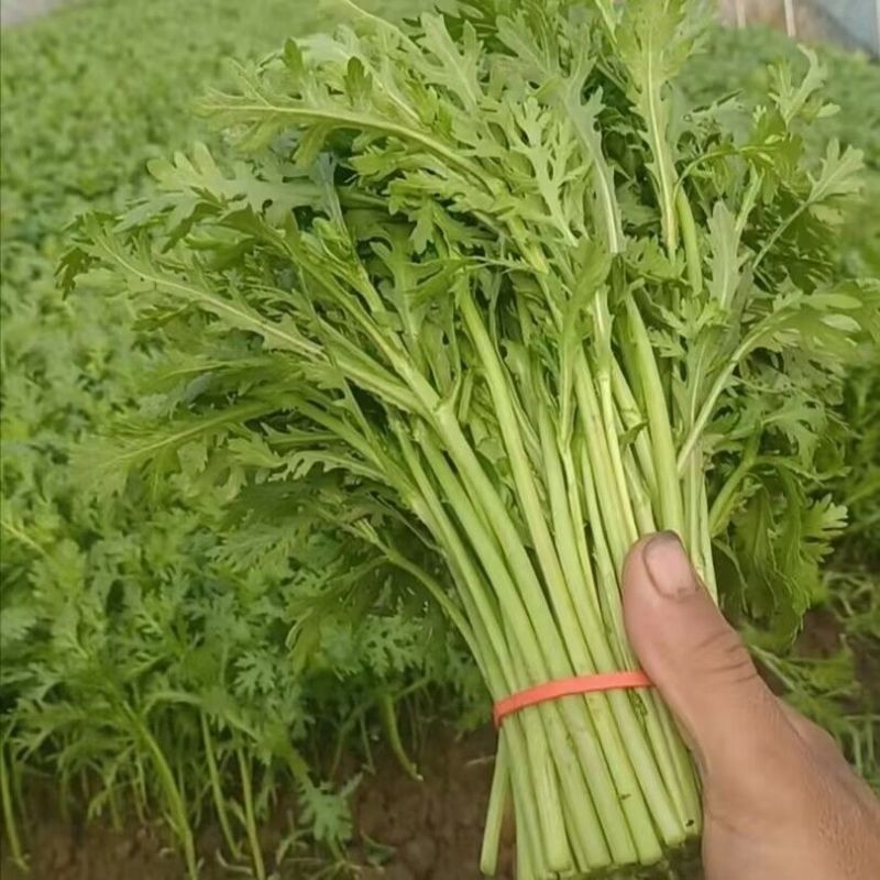 拖车头脆香浓茼蒿种子亩产量高四季种植生长快速光杆茼蒿翠