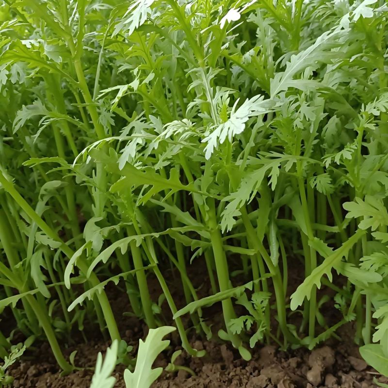 拖车头脆香浓茼蒿种子亩产量高四季种植生长快速光杆茼蒿翠