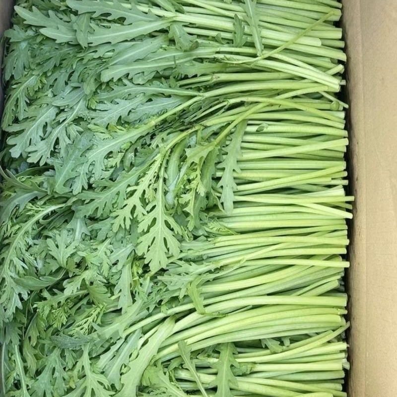 拖车头脆香浓茼蒿种子亩产量高四季种植生长快速光杆茼蒿翠