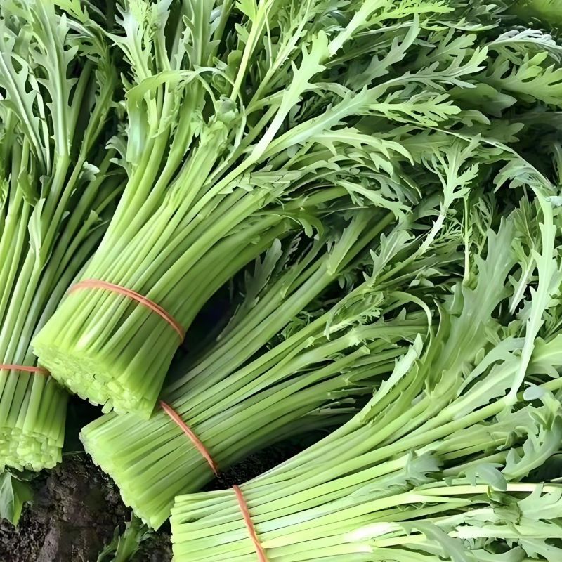 拖车头脆香浓茼蒿种子亩产量高四季种植生长快速光杆茼蒿翠