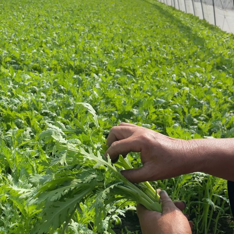拖车头脆香浓茼蒿种子亩产量高四季种植生长快速光杆茼蒿翠