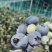 山东L蓝莓L11大量有货基地直供品质优可视频看货欢迎
