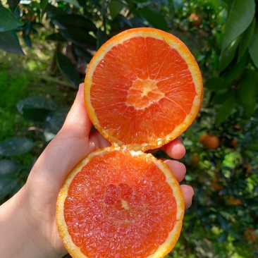 秭归中华红橙