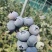山东L蓝莓L11大量有货基地直供品质优可视频看货欢迎
