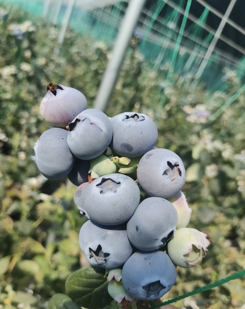 山东L蓝莓L11大量有货基地直供品质优可视频看货欢迎
