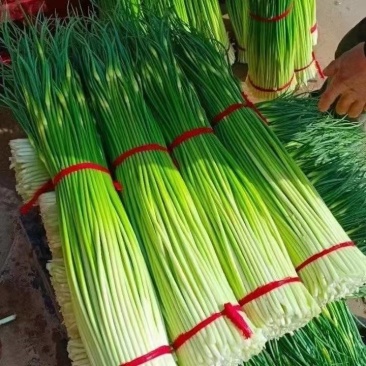 徐州丰县精品白帽红帽蒜苔大量上市欢迎新老客户前来合作
