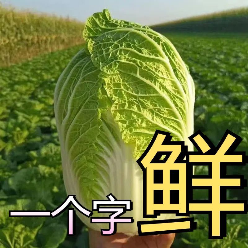 山东优质黄心大白菜产地直供新鲜脆嫩整车批发量大价优
