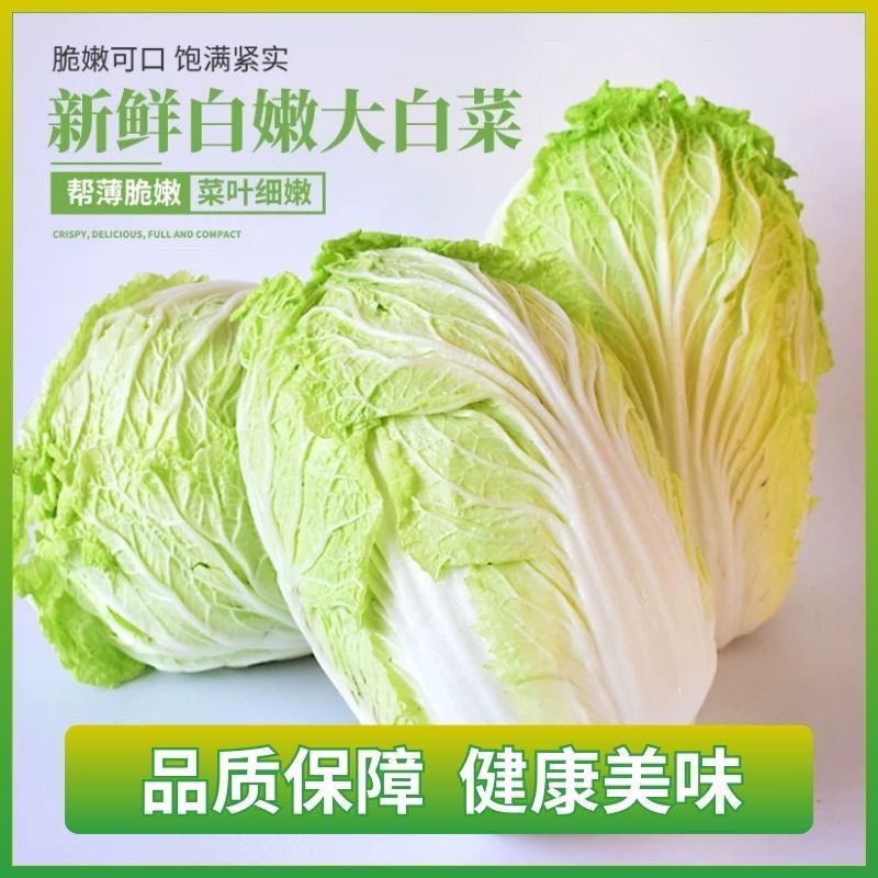 山东优质黄心大白菜产地直供新鲜脆嫩整车批发量大价优