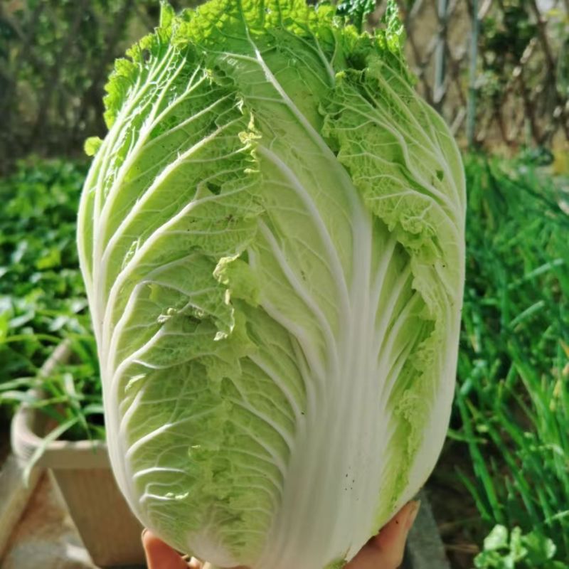 山东优质黄心大白菜产地直供新鲜脆嫩整车批发量大价优