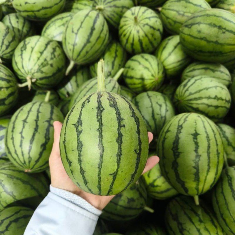 【精选】全美2k西瓜砀山西瓜一手货源皮薄瓜甜