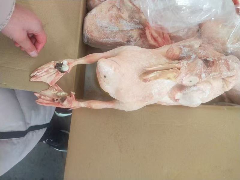 东北老鸭新鲜度好不肥水分小毛干净
