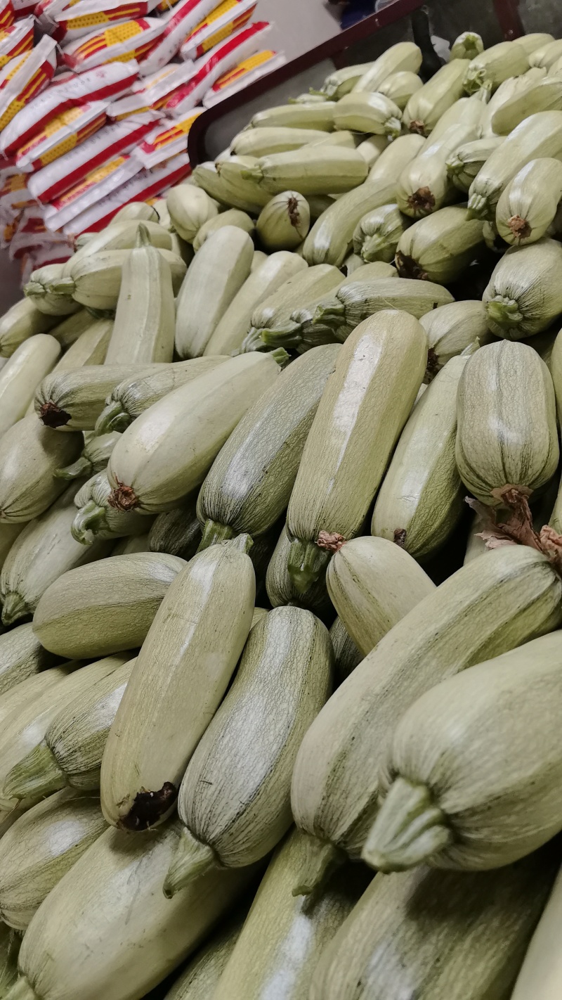 陕西京葫西葫芦供货量大承接餐饮加工商超电商社区团购
