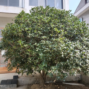35年的结子桂花